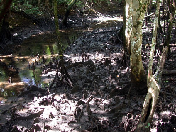 Mangroves